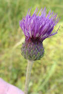 Image de Cirsium tuberosum (L.) All.