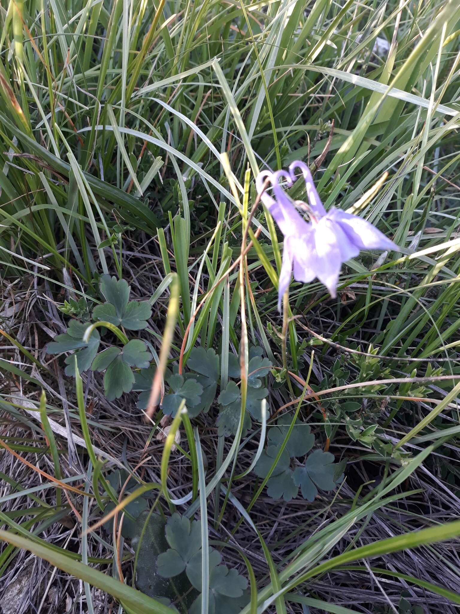 Image of Aquilegia ophiolithica Barberis & E. Nardi