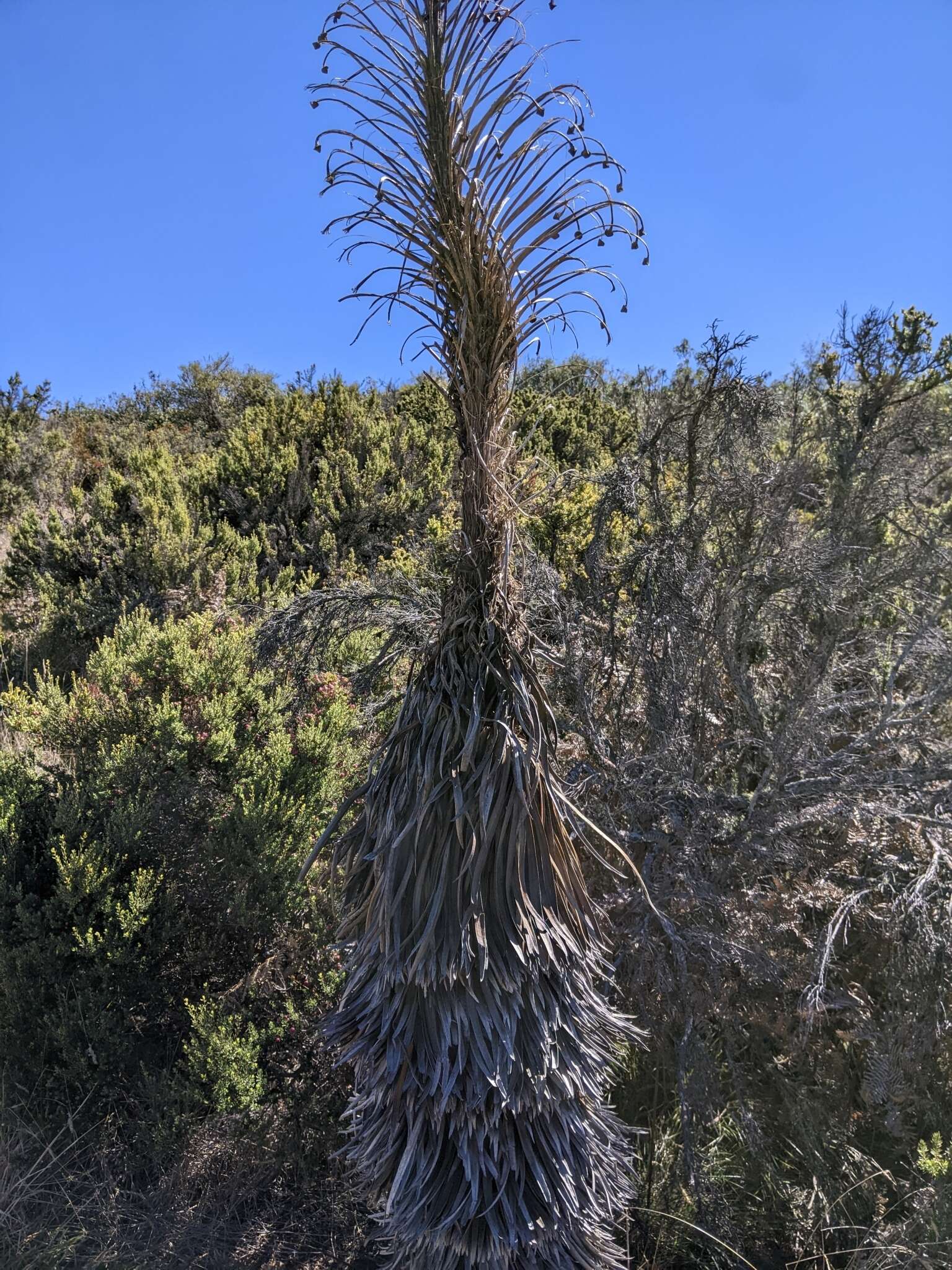 Слика од Argyroxiphium grayanum (Hillebr.) Deg.