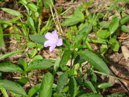 Imagem de Ruellia caroliniensis (J. F. Gmel.) Steud.