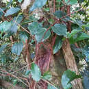 Image of Elaeodendron australe Vent.