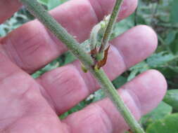 Desmodium canescens (L.) DC. resmi