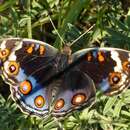 Слика од Junonia orithya madagascariensis Guenée 1872