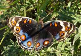 Слика од Junonia orithya madagascariensis Guenée 1872