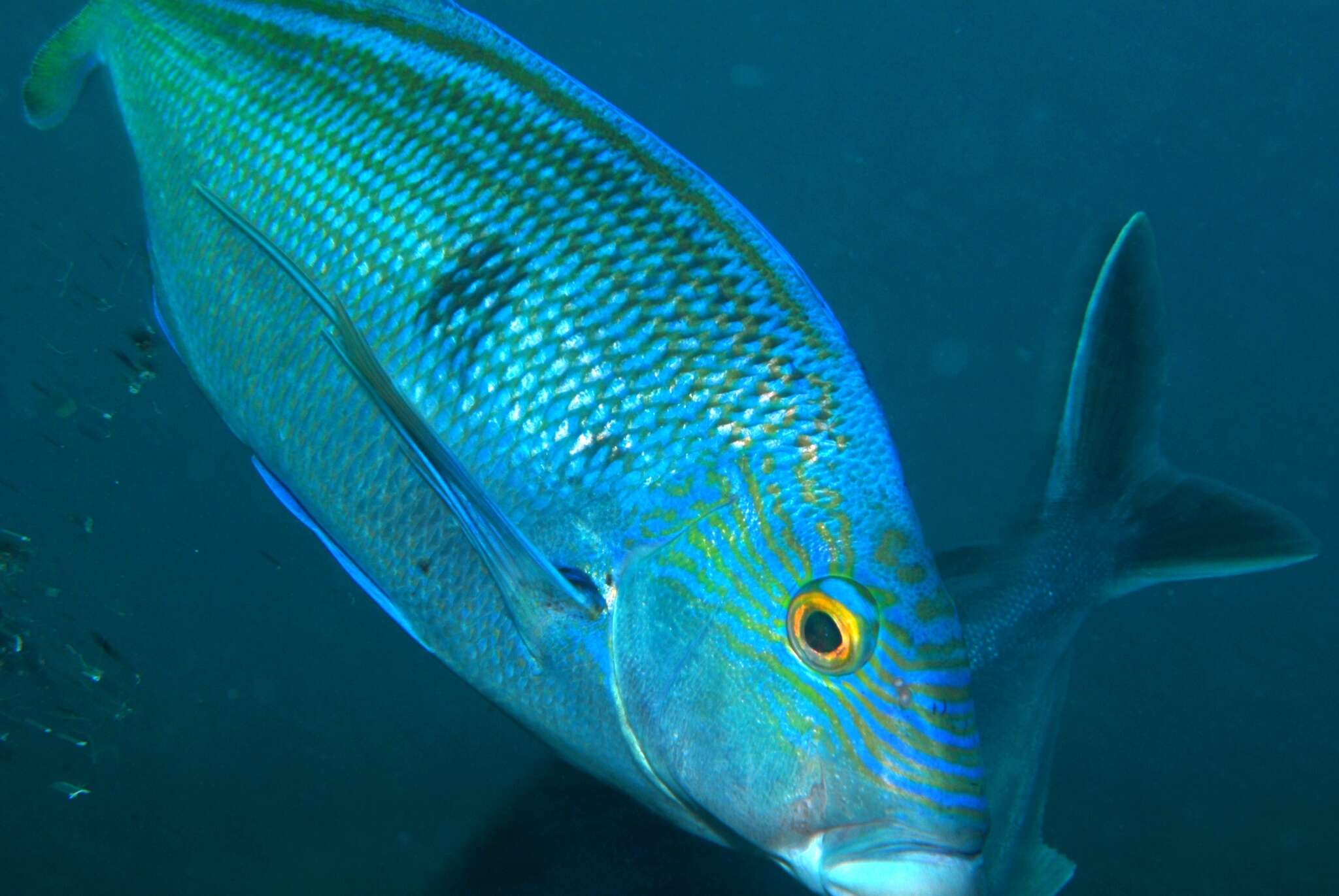 Image of Blue morwong