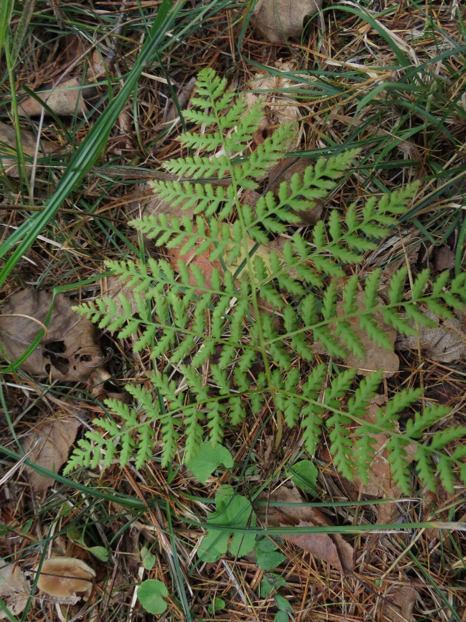 Plancia ëd Athyrium spinulosum (Maxim.) Milde