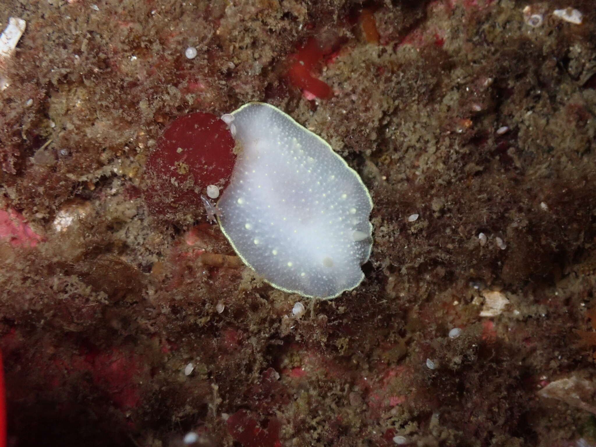 Image of Cadlina sylviaearleae Korshunova, Fletcher, Picton, Lundin, Kashio, N. Sanamyan, K. Sanamyan, Padula, Schrödl & Martynov 2020