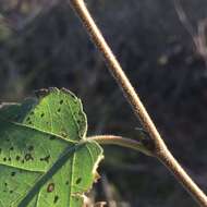 Image of Brown Birch