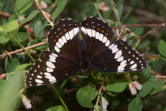 Image of <i>Limenitis weidemeyerii angustifascia</i>