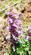 Image of Corydalis solida subsp. incisa Lidén