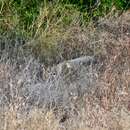 Image of Syrian jackal