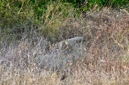 Image of Syrian jackal