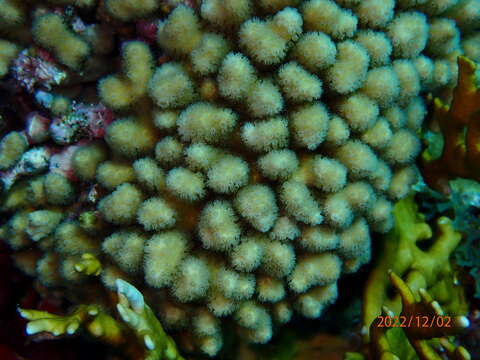 Image of Yellow Pencil Coral