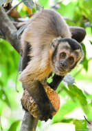 Image of Black-capped Capuchin