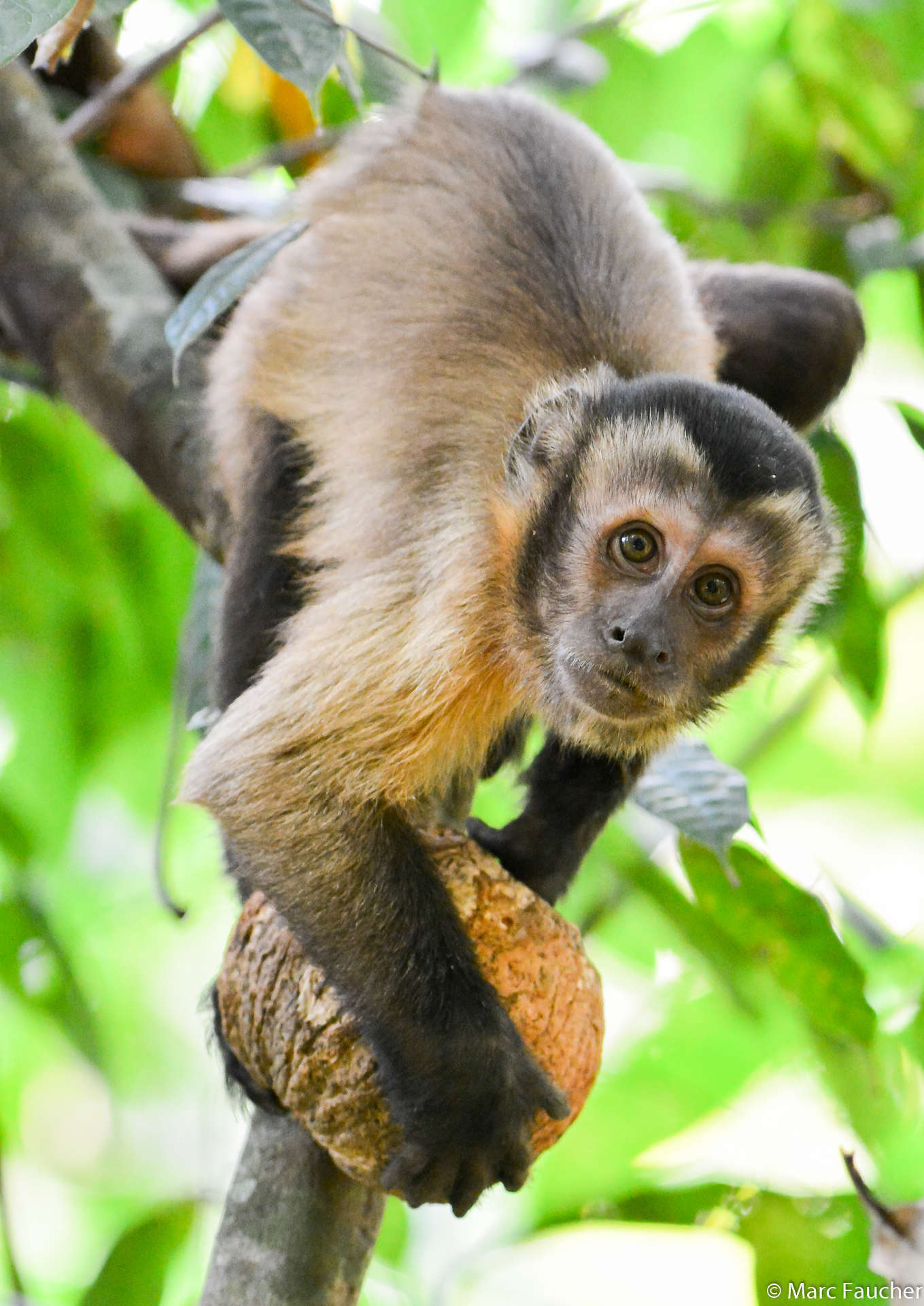 Image of Black-capped Capuchin