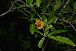 Image of Gardenia urvillei Montrouz.