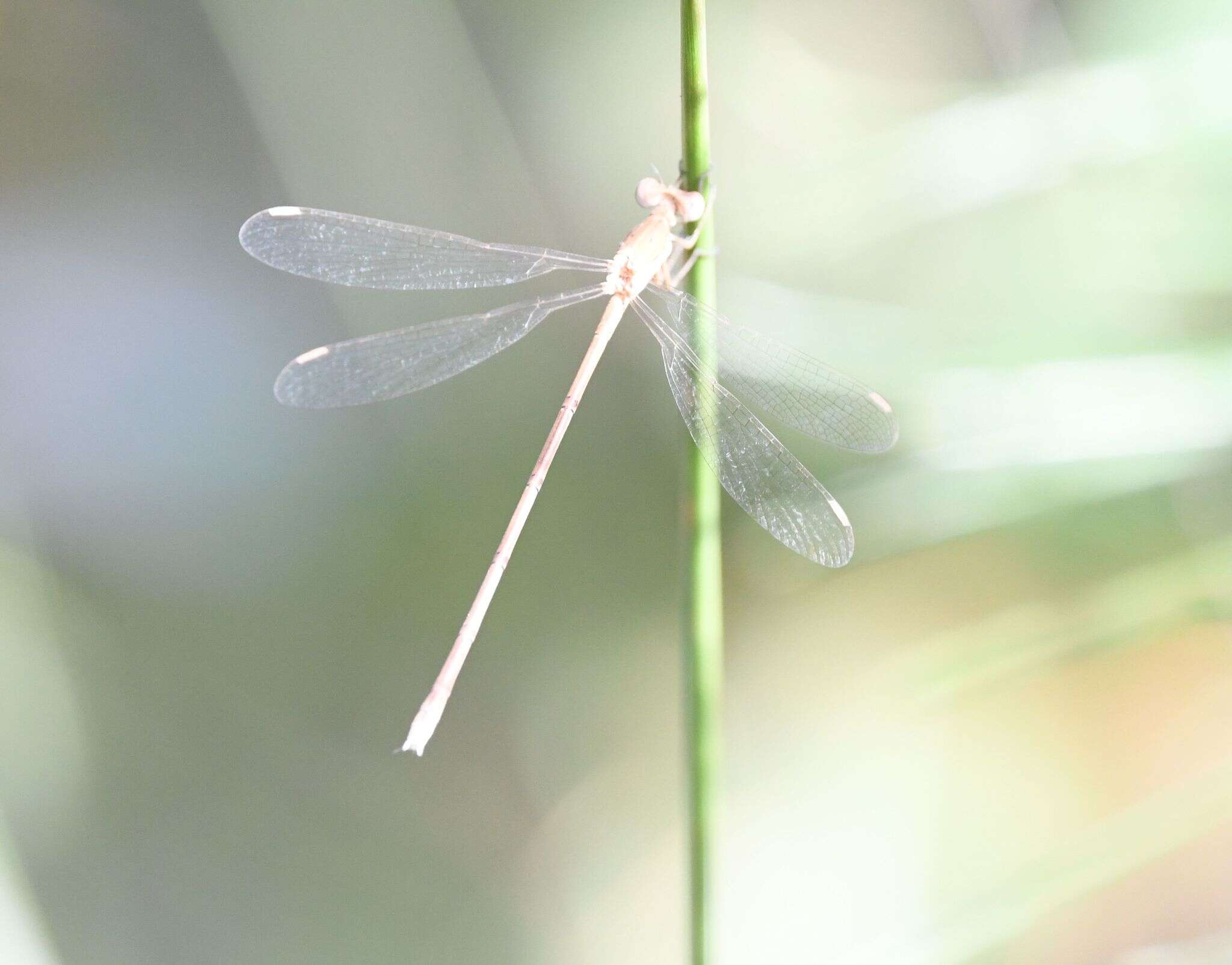 Image of Lestes ochraceus Selys 1862