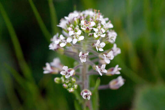 Image of field pepperweed