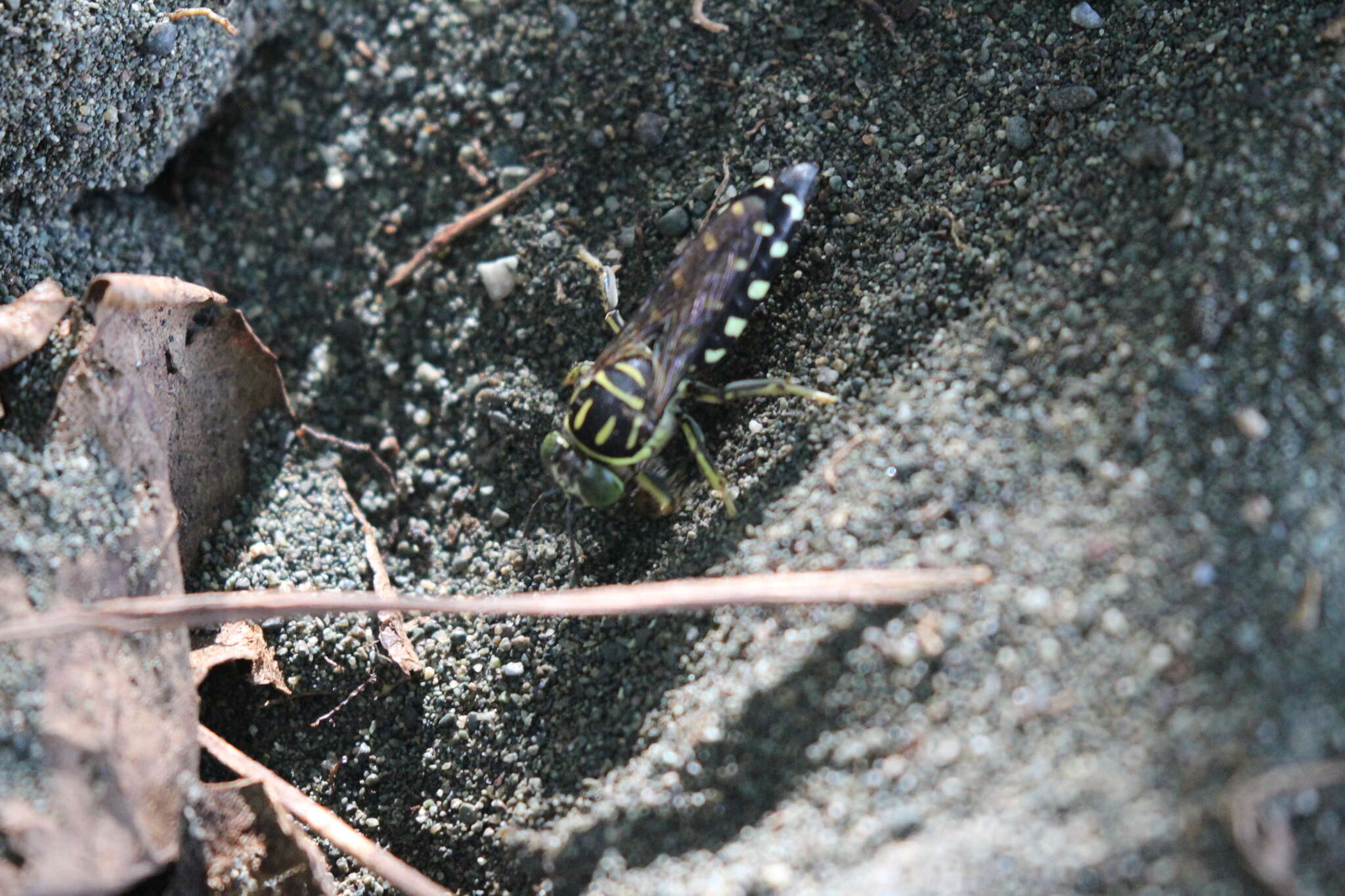 Image de Stictia maculata (Fabricius 1804)