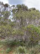 Image of Acacia dodonaeifolia (Pers.) Balb.