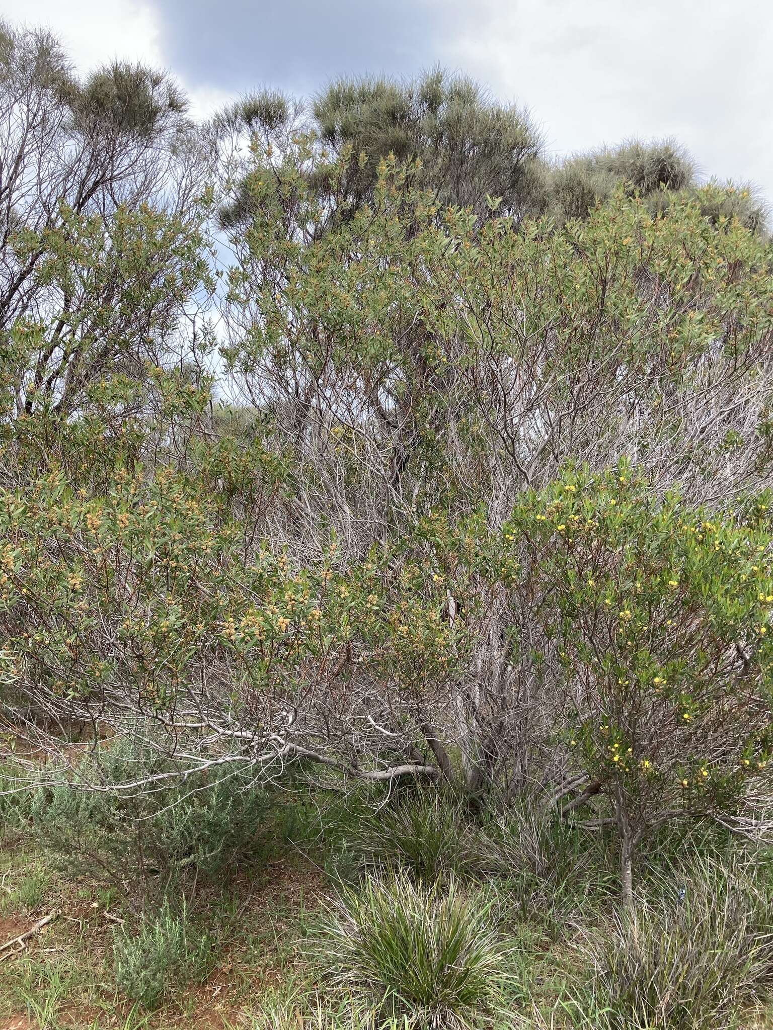 Acacia dodonaeifolia (Pers.) Balb. resmi