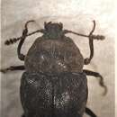 Image of Priasilpha obscura Broun 1893