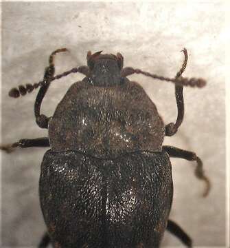 Image of Priasilpha