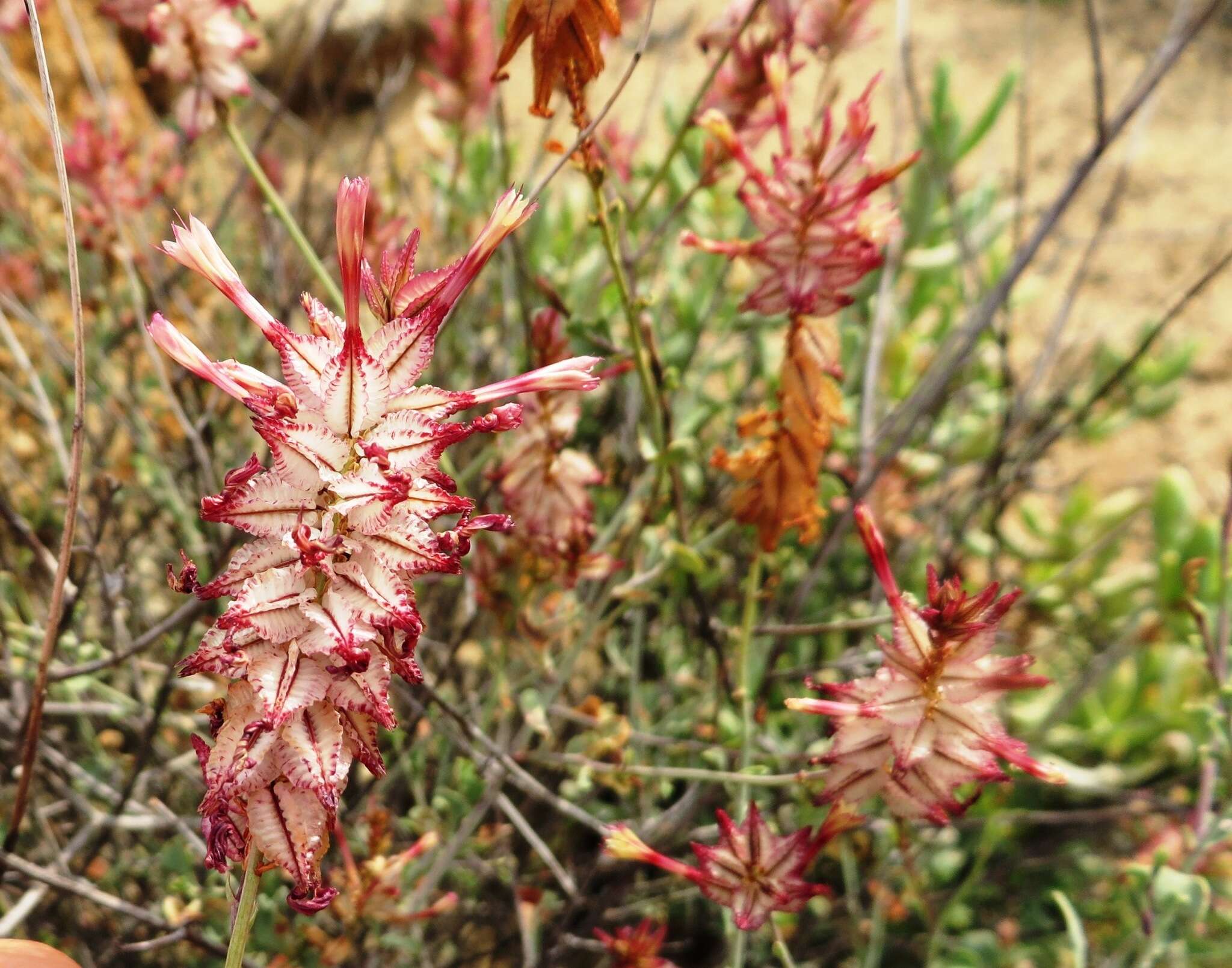 Image of Dyerophytum africanum (Lam.) Kuntze