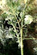 Image of Daucus guttatus Sibth. & Sm.