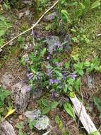 Image of autumn dwarf gentian