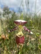 Image of hybrid ladyslipper