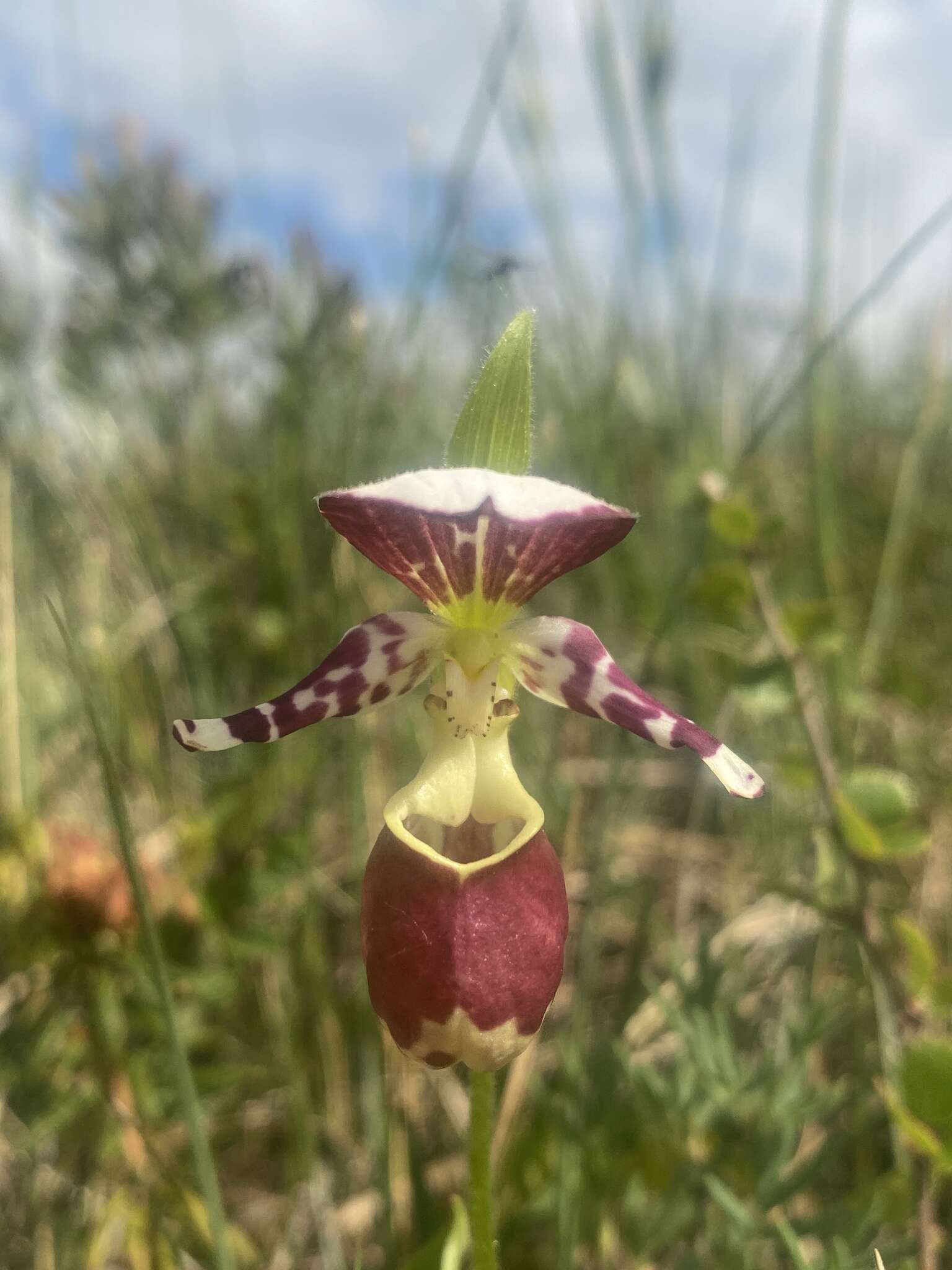 Image of hybrid ladyslipper