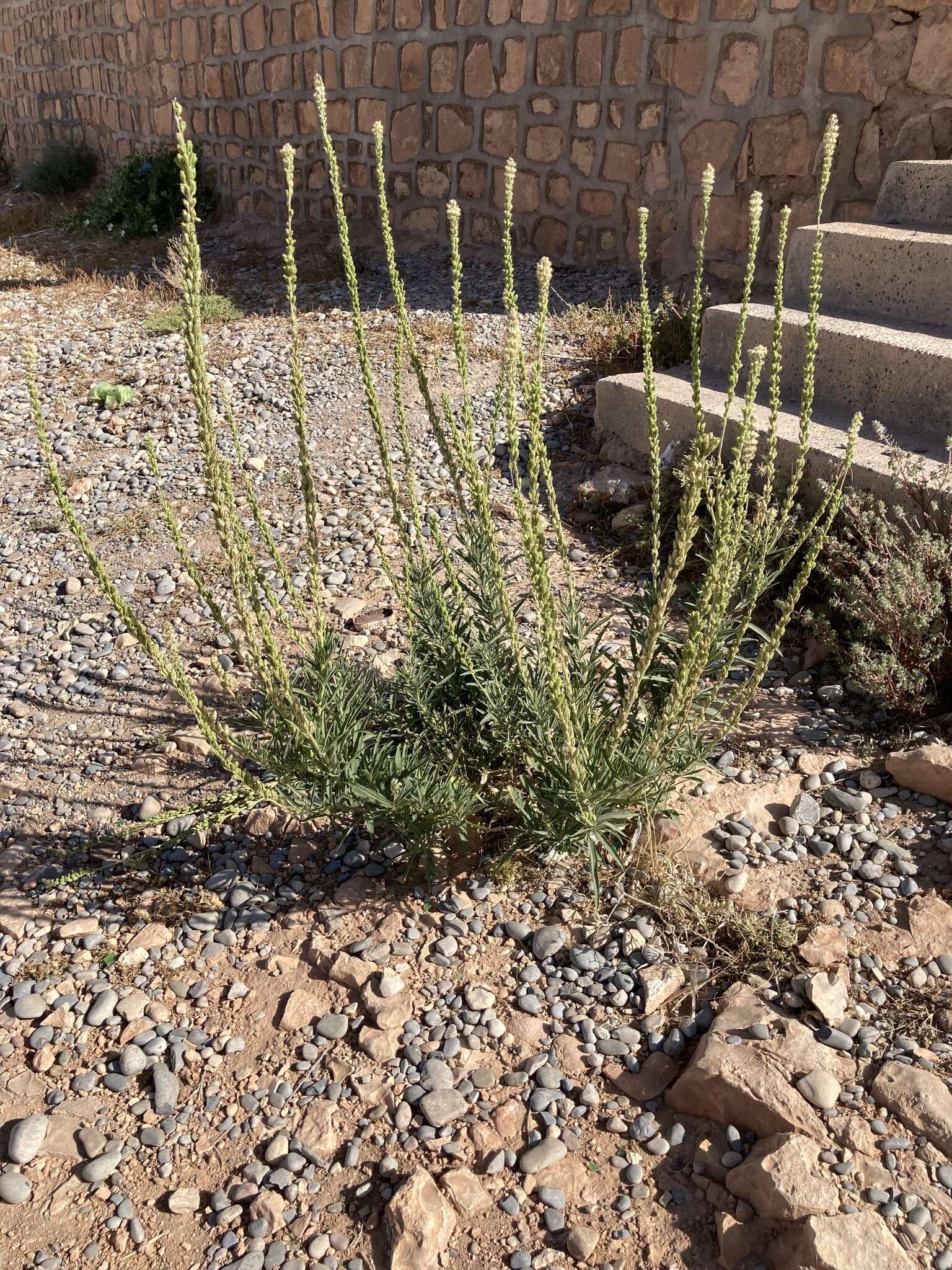 Image of Reseda villosa Coss.