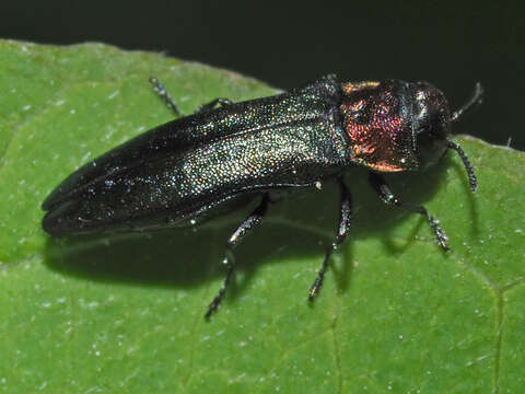 Agrilus pratensis (Ratzeburg 1837) resmi