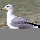 Larus fuscus barabensis Johansen & HC 1960的圖片