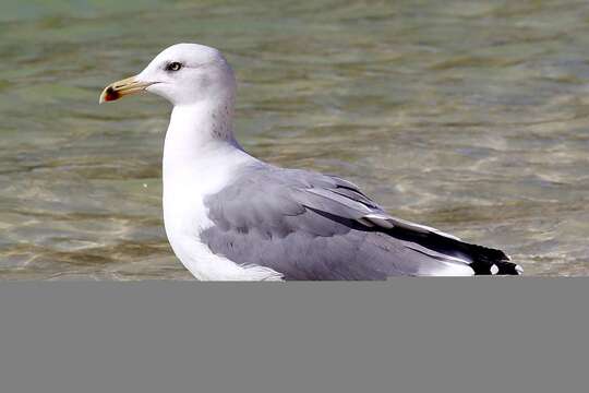 Image of Larus fuscus barabensis Johansen & HC 1960