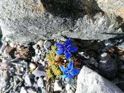 Image of Gentiana terglouensis subsp. schleicheri (Vacc.) Tutin