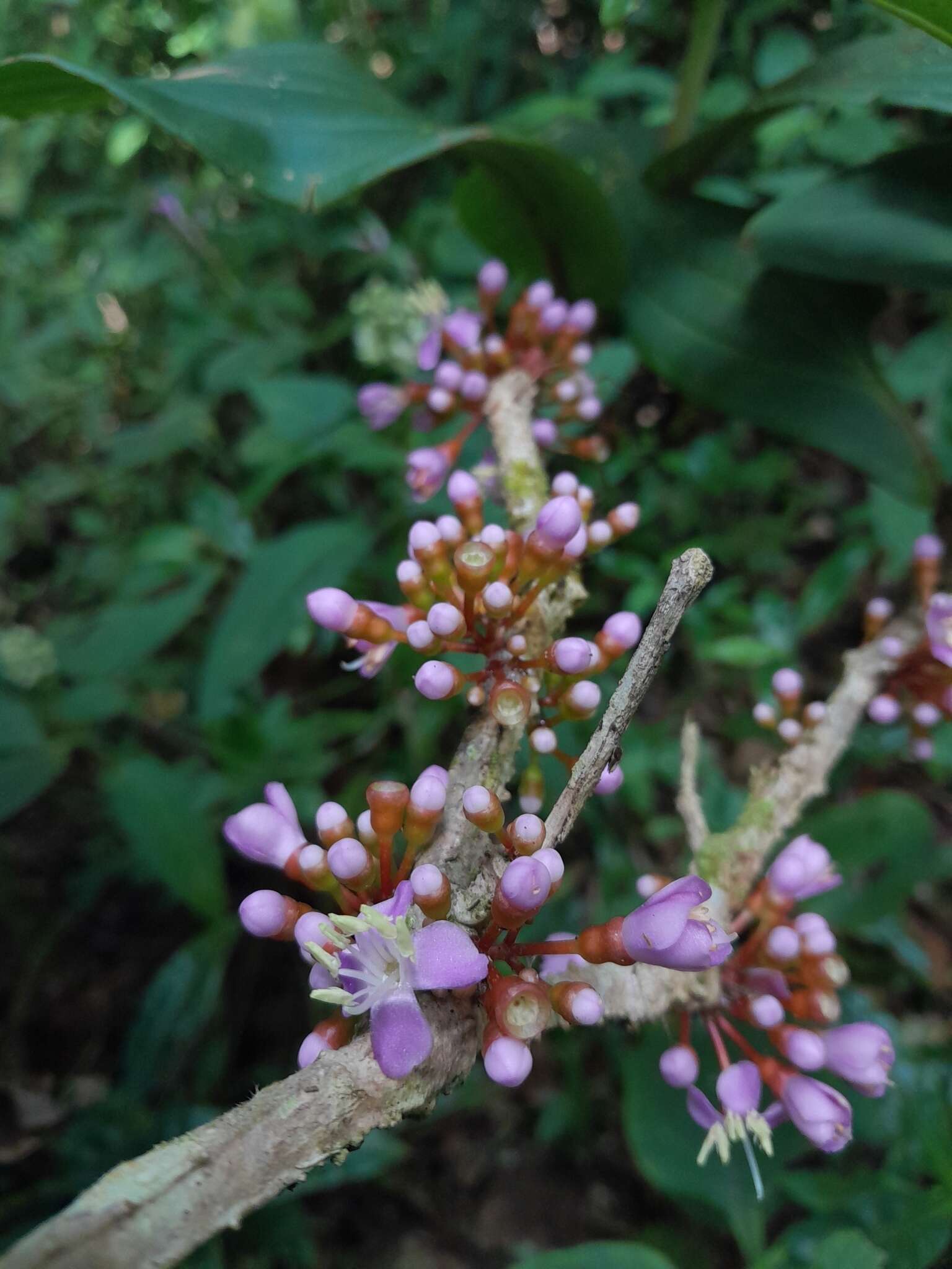 Image of Medinilla quadrangularis Jumelle & Perrier