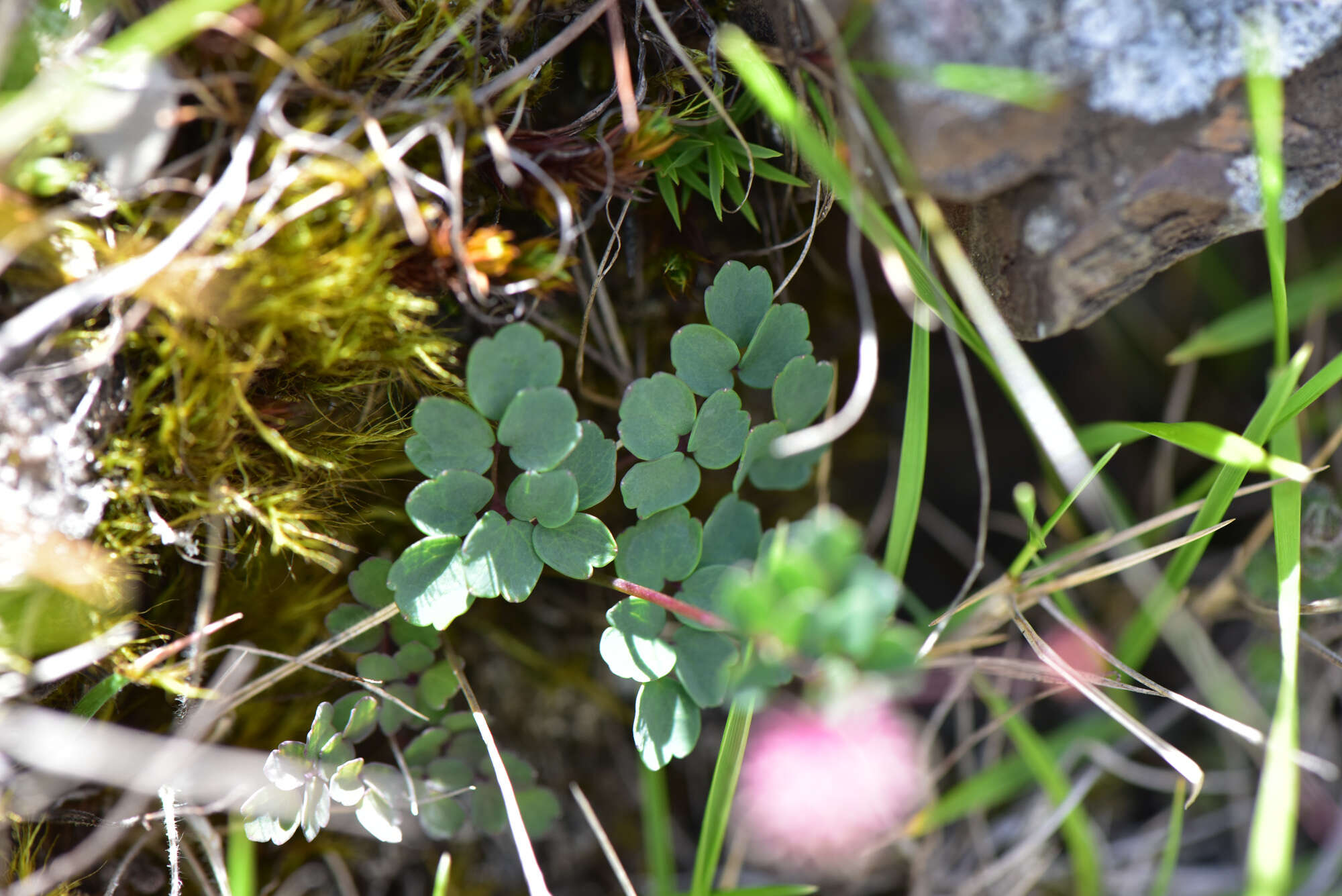 Image of Thalictrum rubescens Ohwi