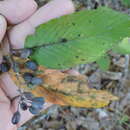 Image de Berchemia scandens (Hill) K. Koch