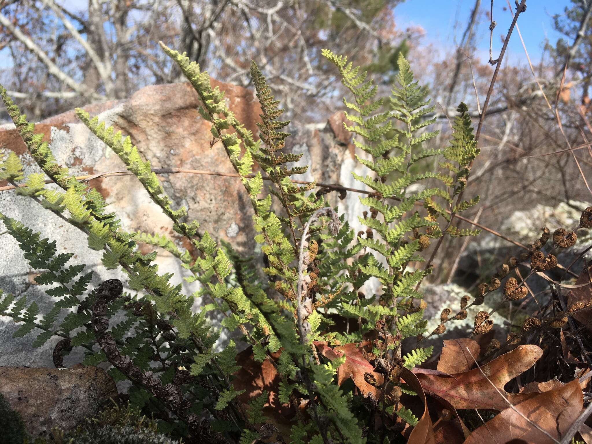 Myriopteris tomentosa (Link) Fée resmi