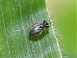 Image de <i>Geocoris punctipes</i>