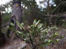 Thryptomene micrantha Hook. fil. resmi