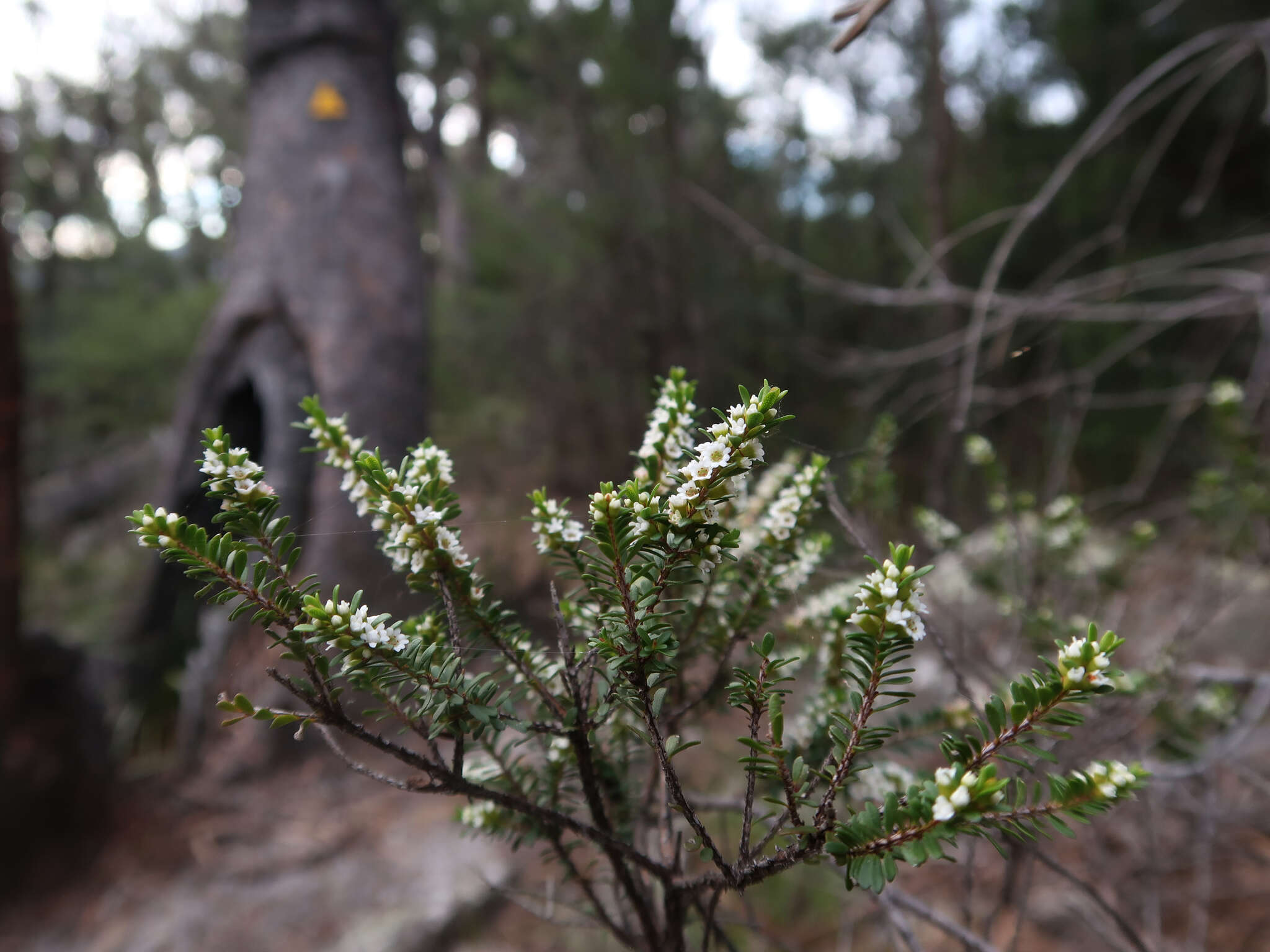 Thryptomene micrantha Hook. fil.的圖片