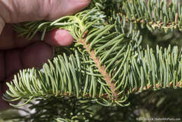 Image of California Red Fir