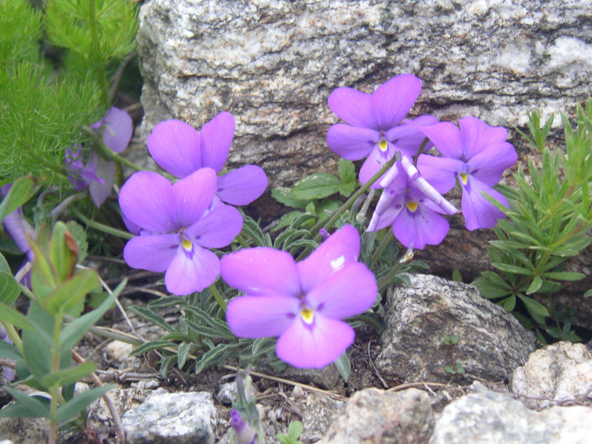Image of Viola valderia All.