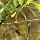 Image of tailed maidenhair