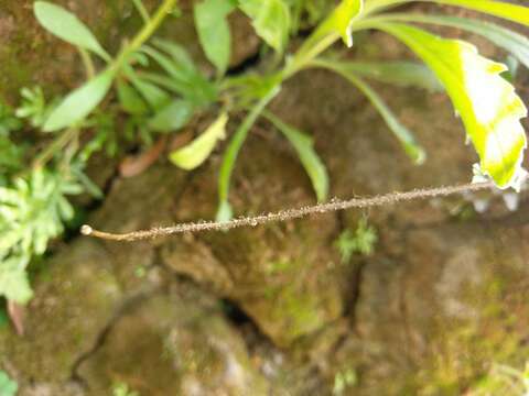 Image de Adiantum caudatum L.