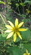 Image de Silphium asteriscus L.