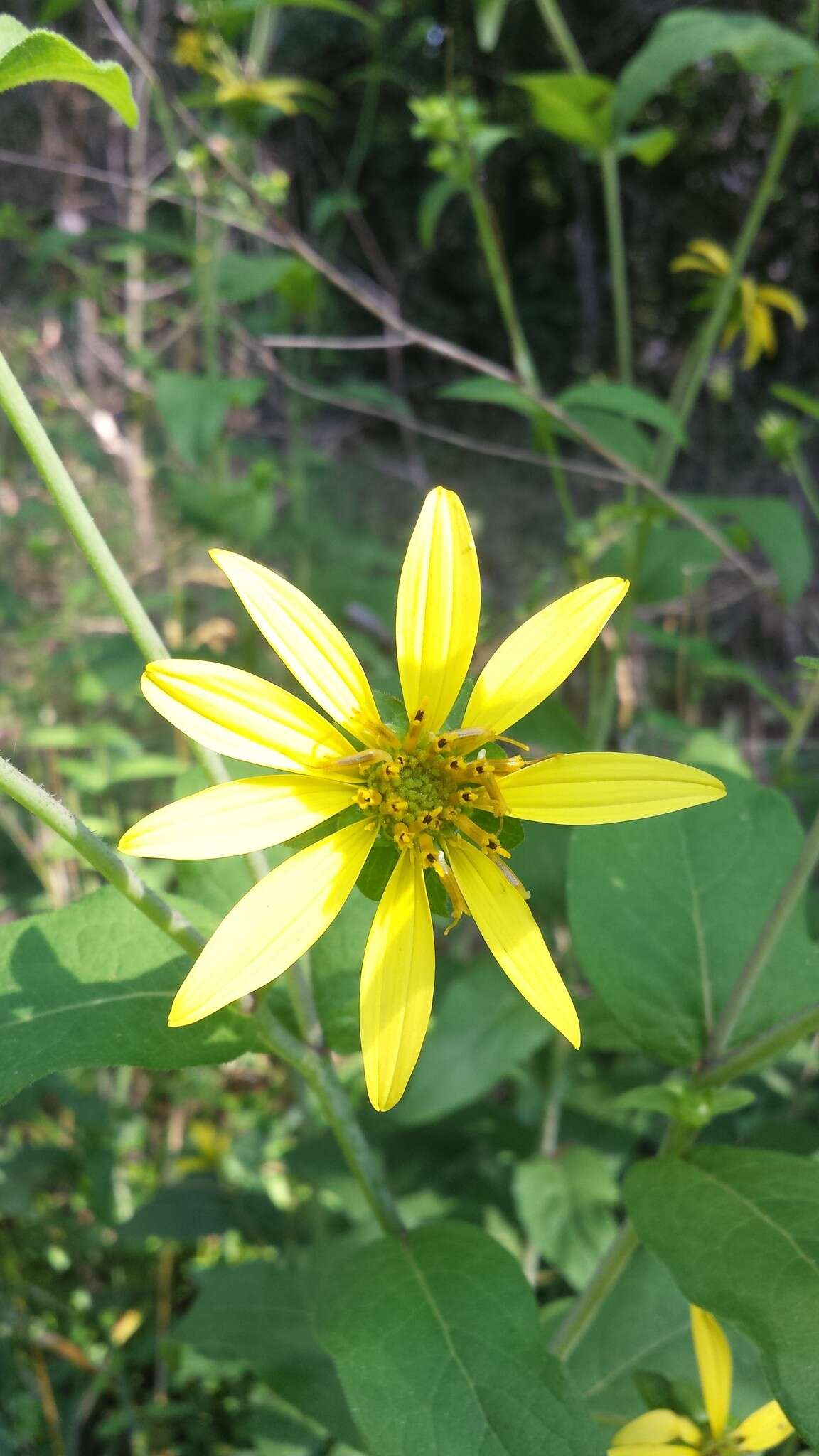 Image de Silphium asteriscus L.